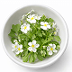Bacopa Monnieri leaf extract - supports memory retention